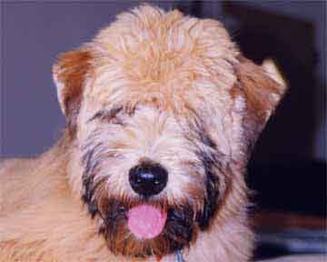 TERRIER CU BLANA MOALE AURIE